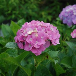 紫陽花