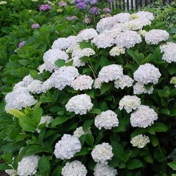 紫陽花