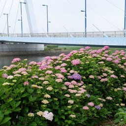 紫陽花