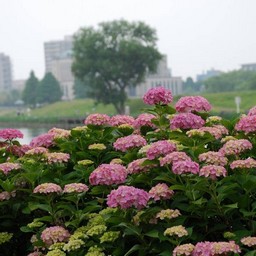 紫陽花