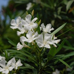 白い花