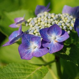 紫陽花