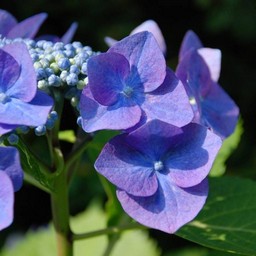 紫陽花