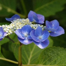 紫陽花
