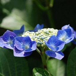 紫陽花