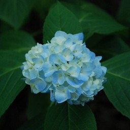 紫陽花