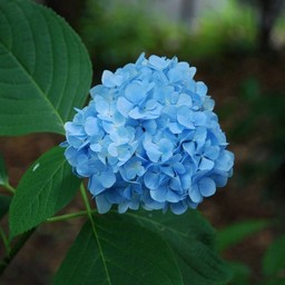 紫陽花