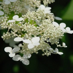 紫陽花