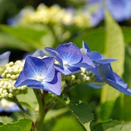 紫陽花