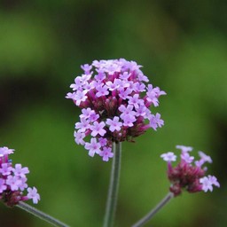 紫の花