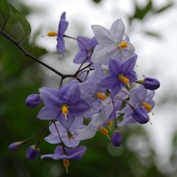 紫の花