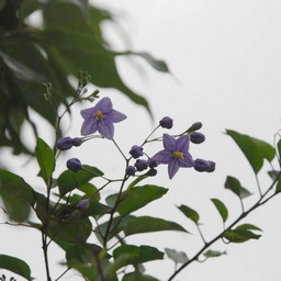 紫陽花