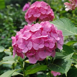 紫陽花
