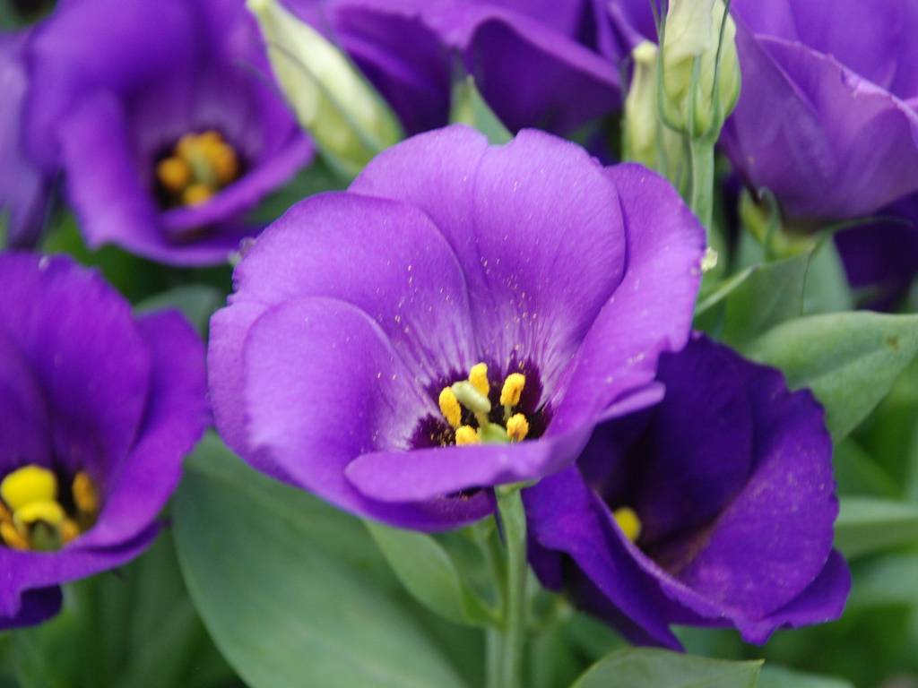 ʌsẺ - ԁi9Bej - ʐ^f - ݃{