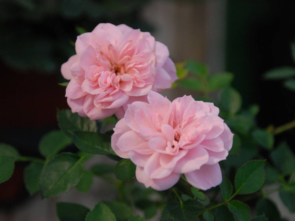 ʌssE~jo - ԁi11Bej - ʐ^f - ݃{