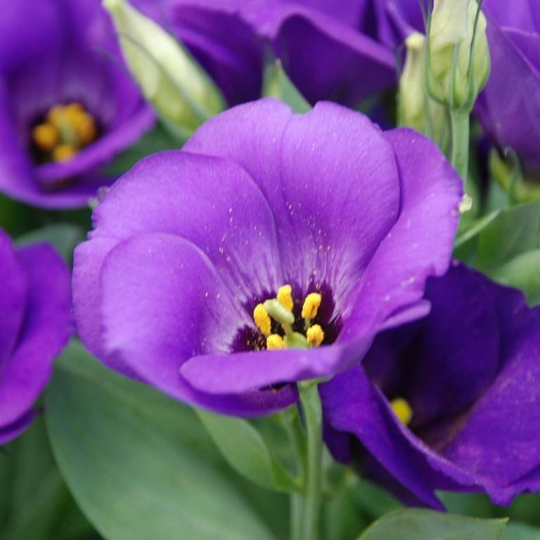 ʌsẺ - ԁi9Bej - ʐ^f - ݃{