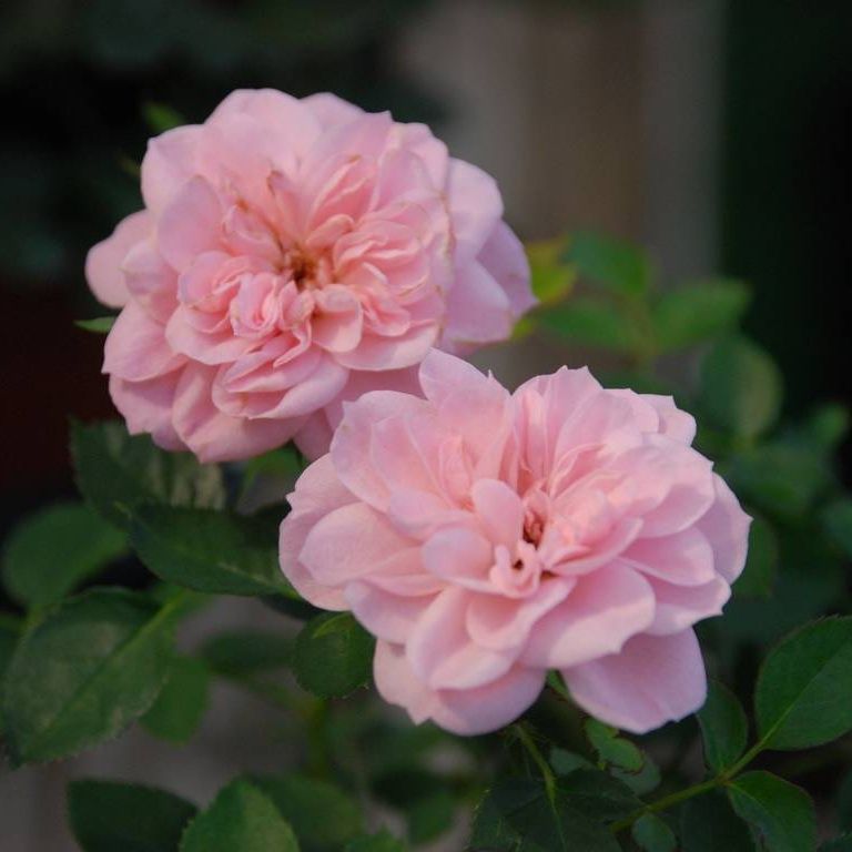 ʌssE~jo - ԁi11Bej - ʐ^f - ݃{