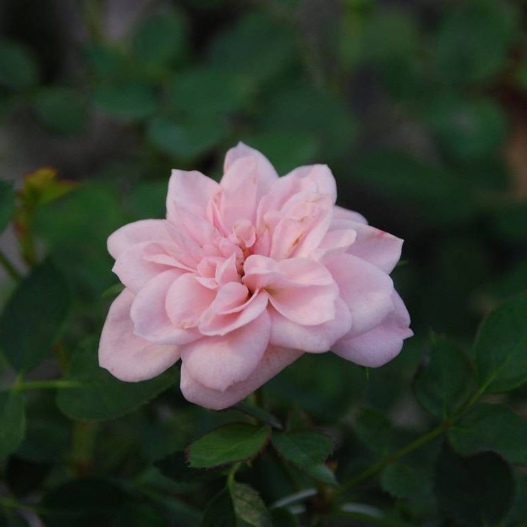 ʌssE~jo - ԁi11Bej - ʐ^f - ݃{