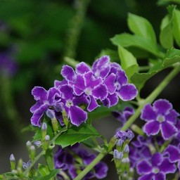 紫の花