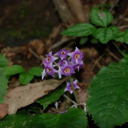 紫の花