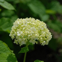 紫陽花