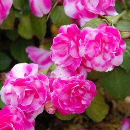 ピンクの花