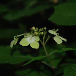 紫陽花