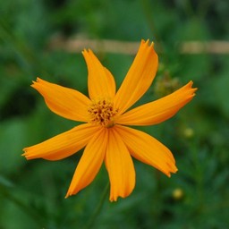 オレンジの花