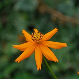 オレンジの花