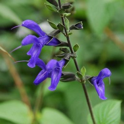 紫の花