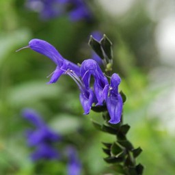 紫の花