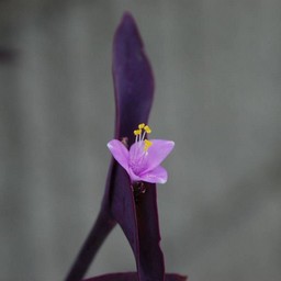 紫の花