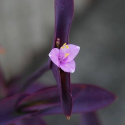 紫の花