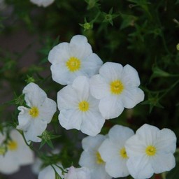 白い花