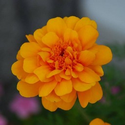 オレンジの花