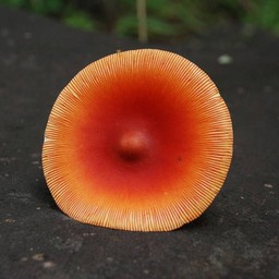 キノコ
