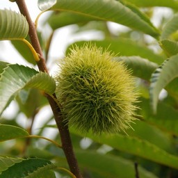 栗