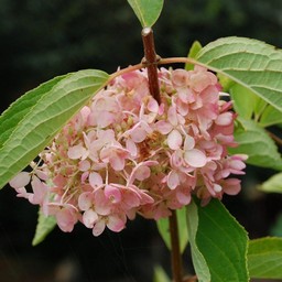 紫陽花