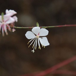白い花