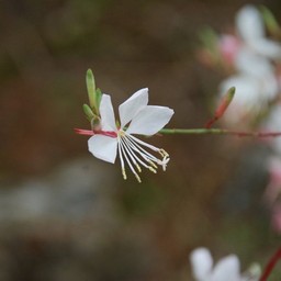 白い花