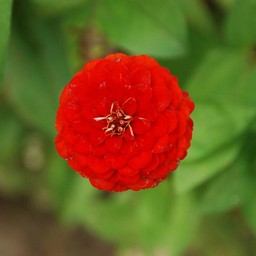 赤い花