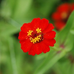 赤い花