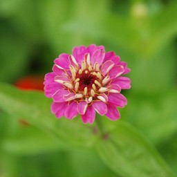 ピンクの花