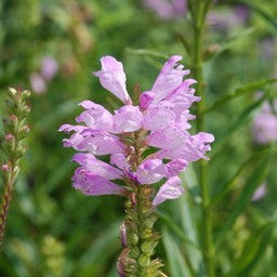 ピンクの花
