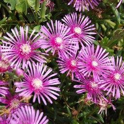 ピンクの花