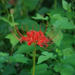 彼岸花