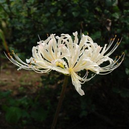 彼岸花(白)