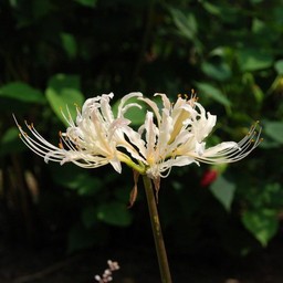 彼岸花(白)