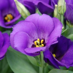 紫の花