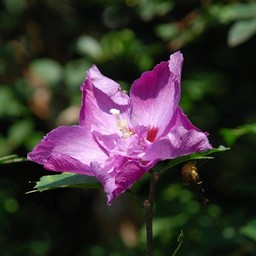 紫の花